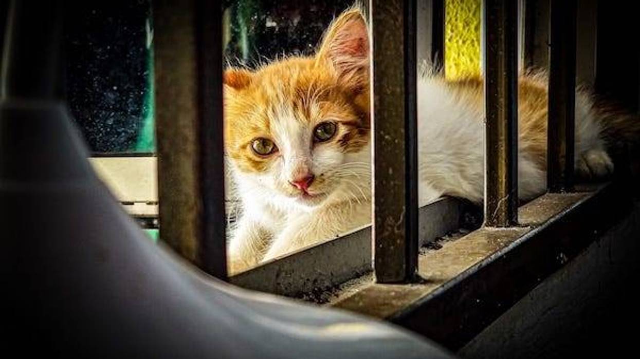 Cat looking through the bars of a jail cell