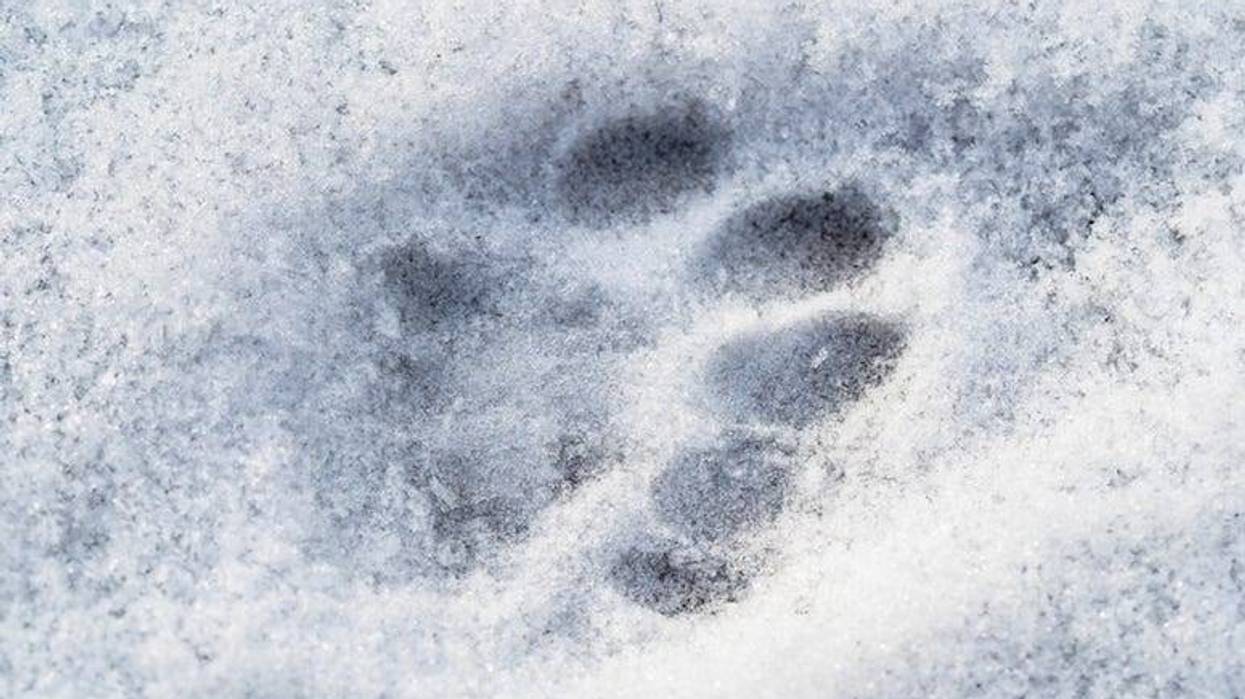 Cat, Pawprint, Snow, Frozen, Cold
