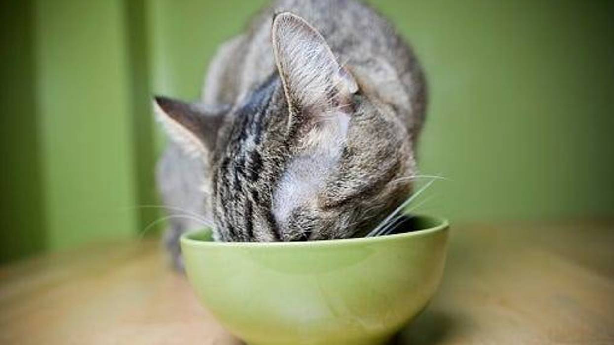 Cat, Piano, Food, Viral, Funny, Video, Speak, Play, Tabby, Winslow