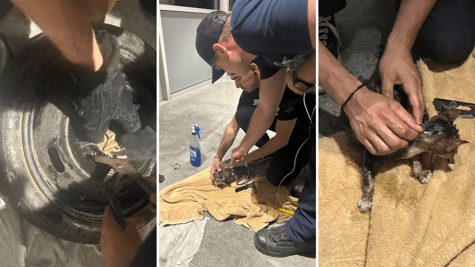 Cat rescue from tire