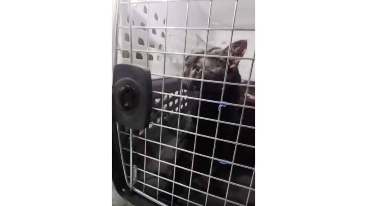 Cat Rescue