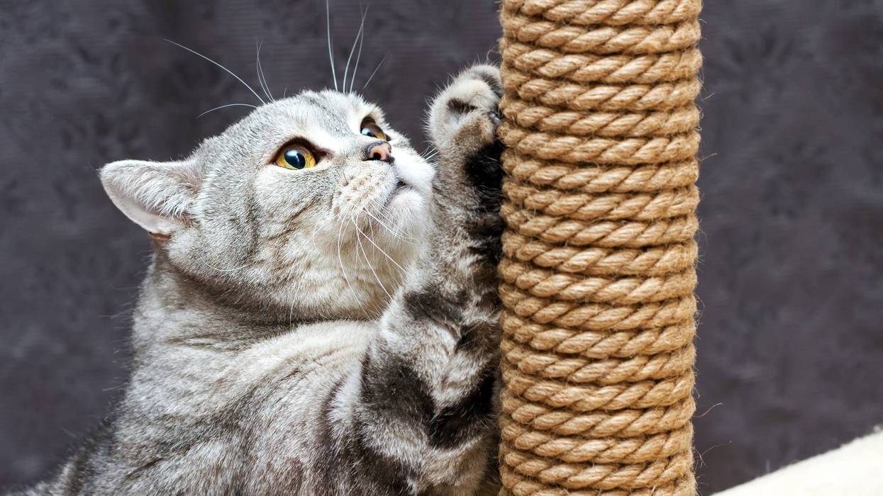 Cat scratching post