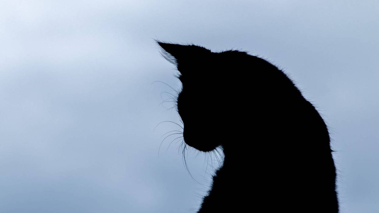 Cat silhouette.