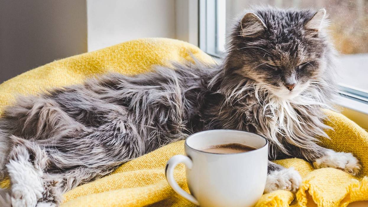 Cat sitting on a blanket next to a cup of coffee
