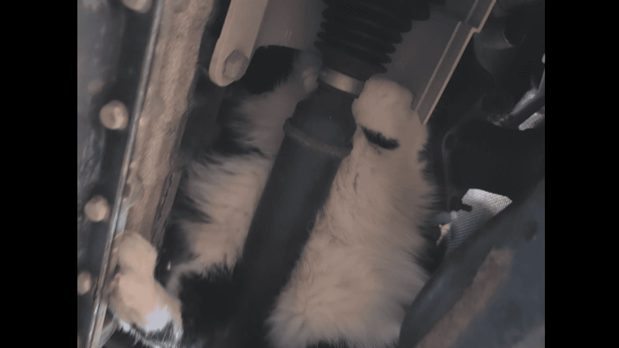 Cat stuck in car engine