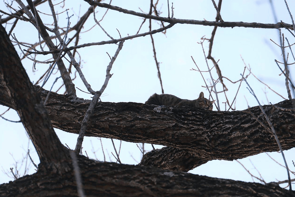 cat up a tree
