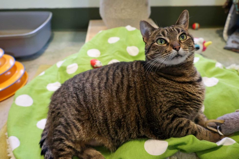 cat