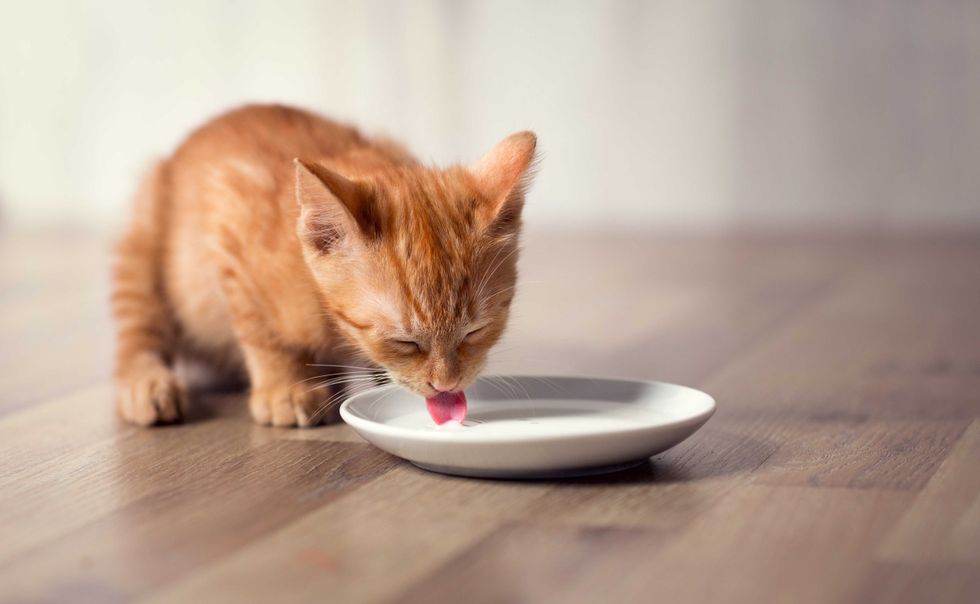 cat