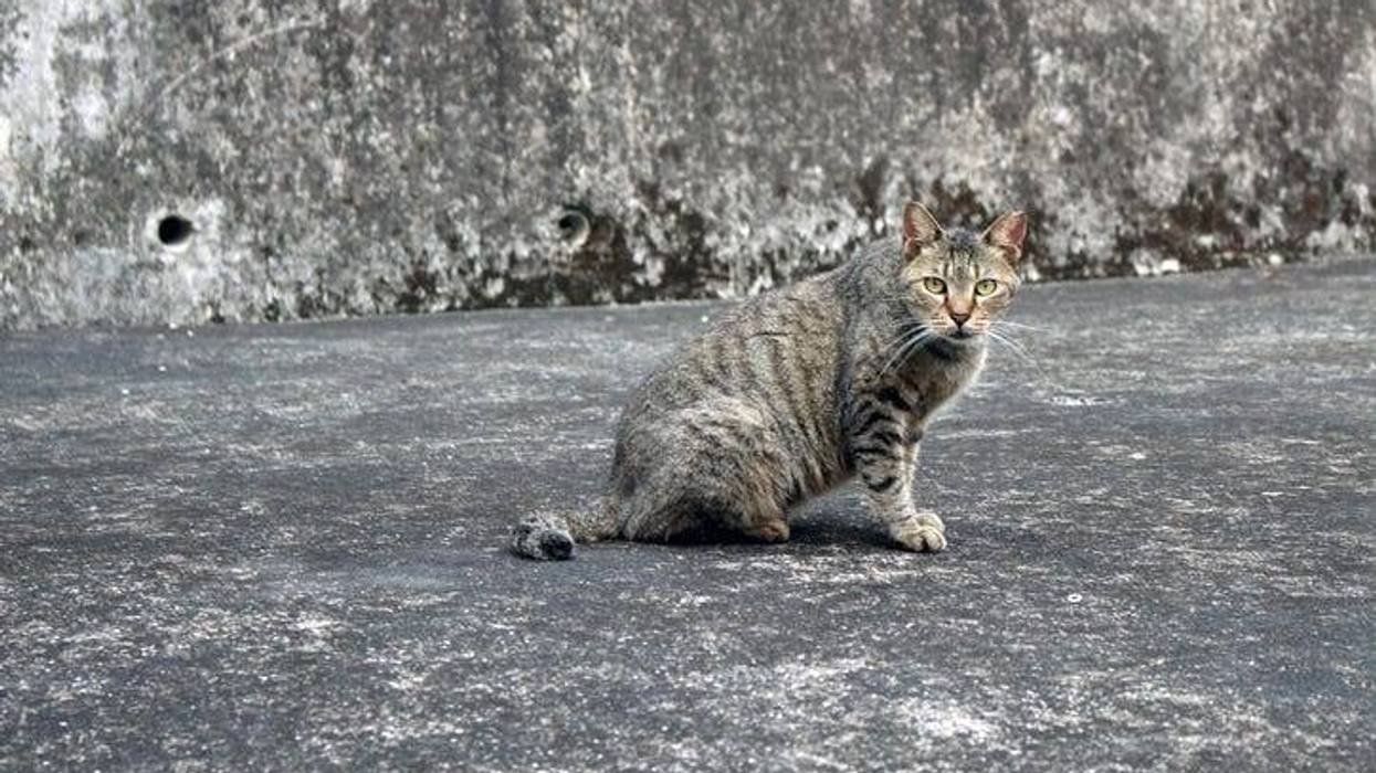 Cat