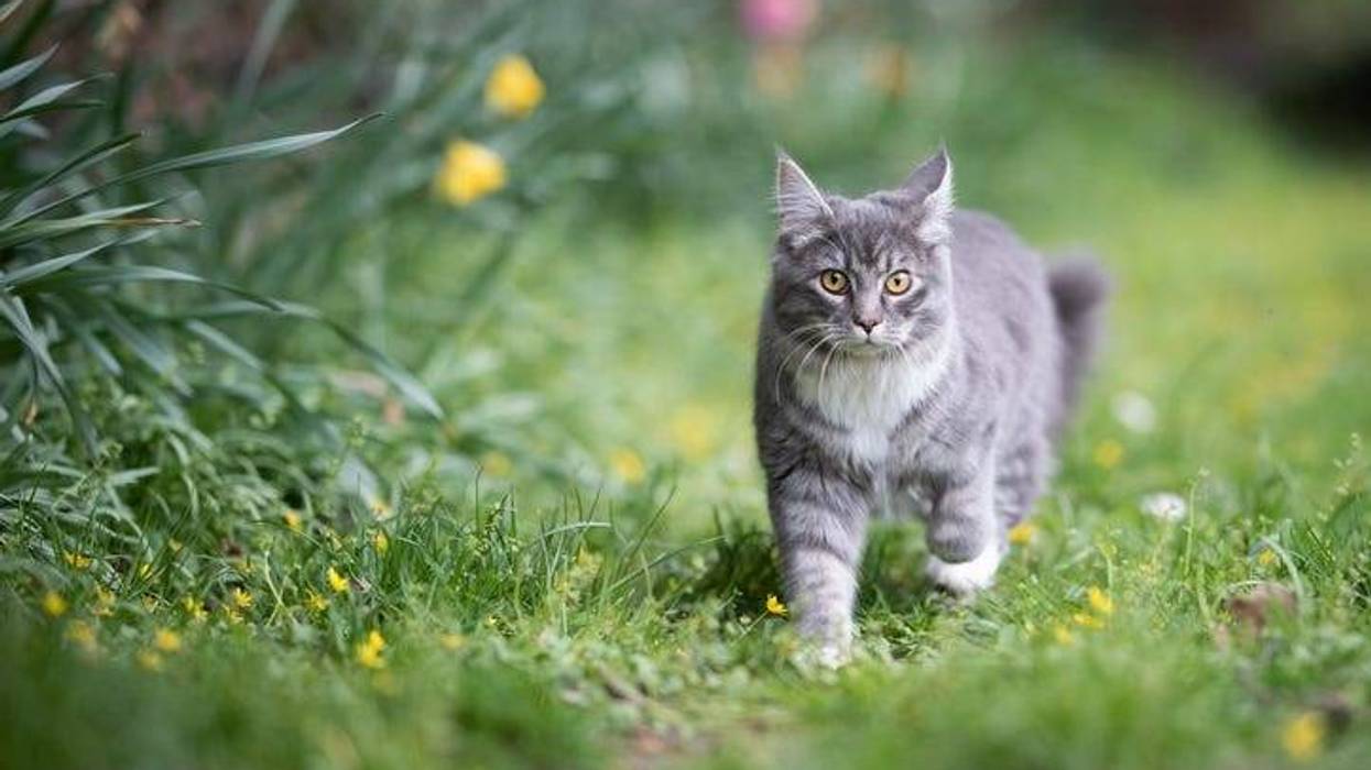 Cat