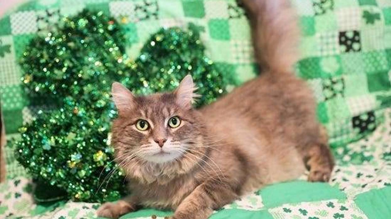 cat