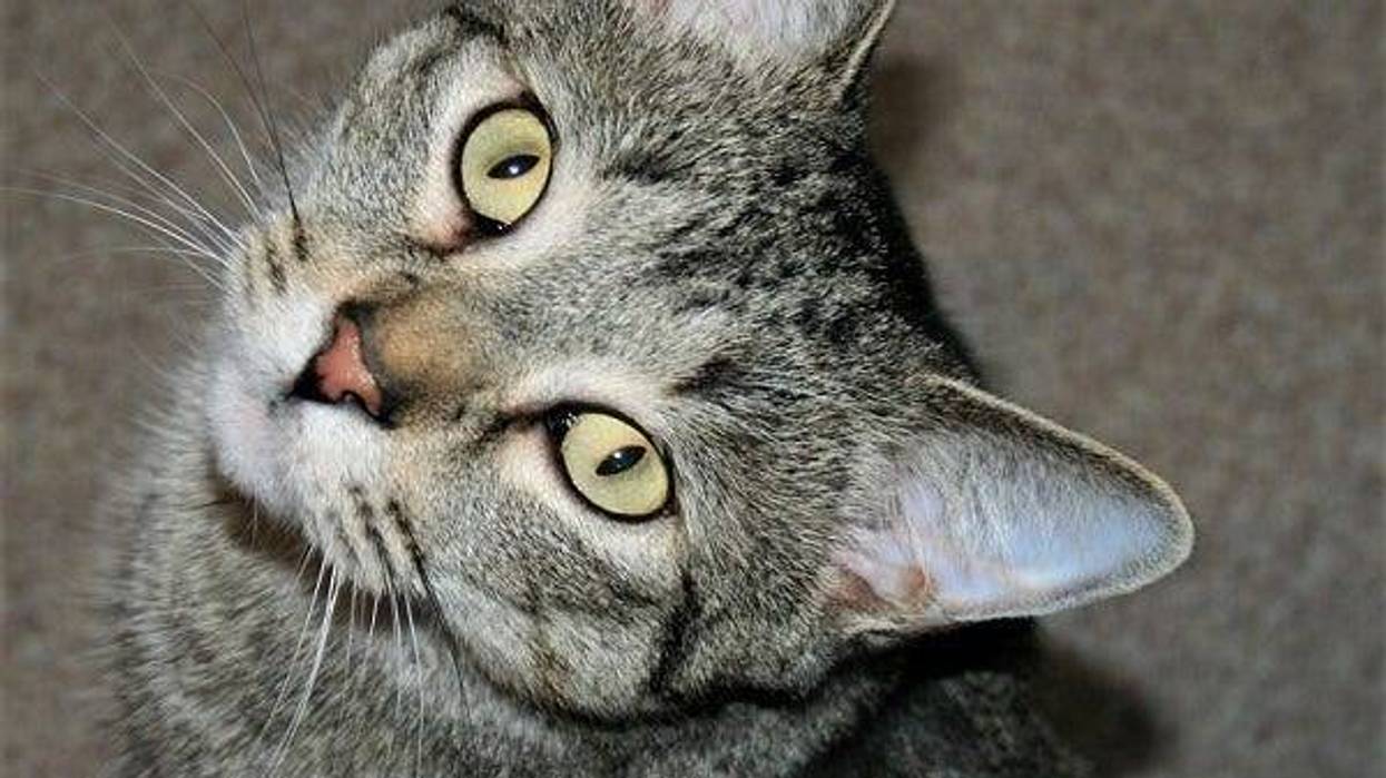 cat
