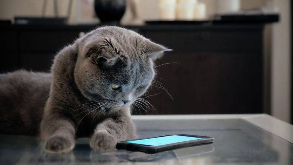 Former Amazon engineer creates app that translates cat meows so humans can understand