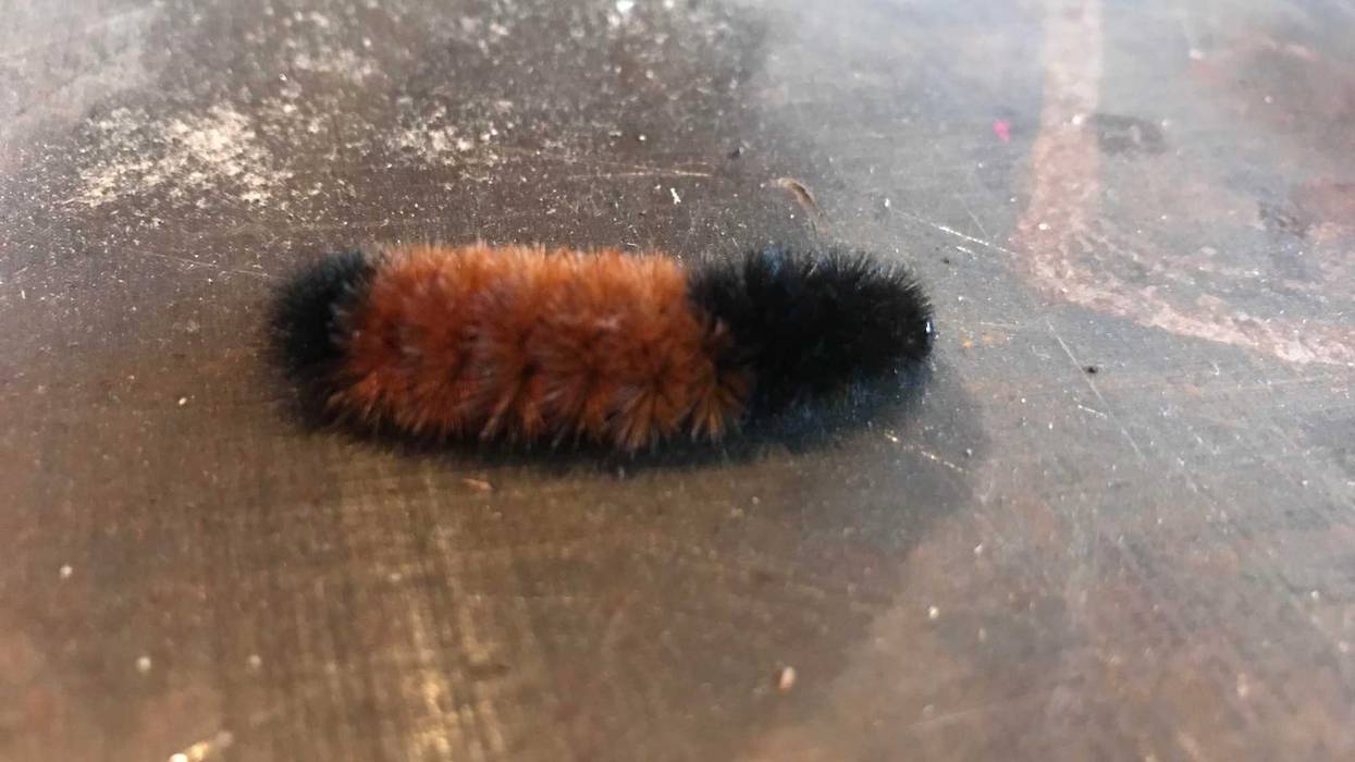 caterpillar