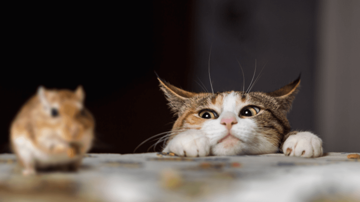 catmouselegal