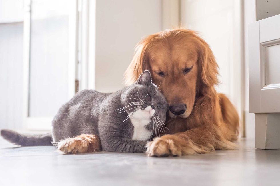 Cats and dogs