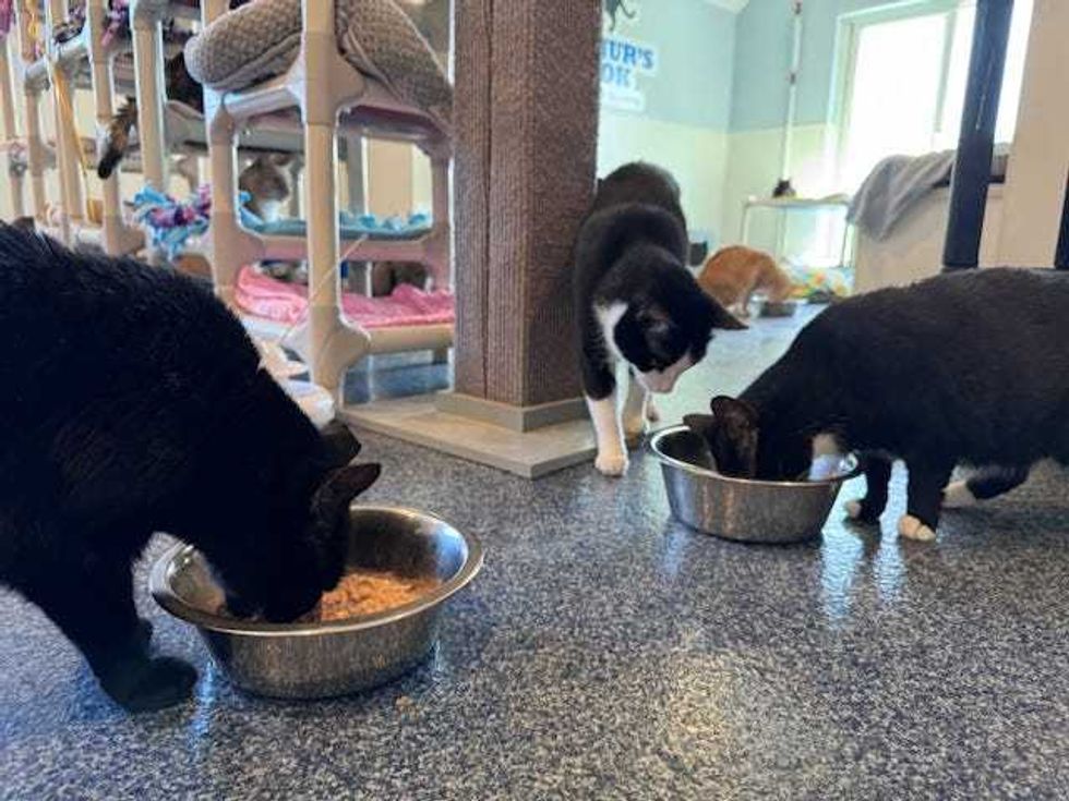Cats at Barb