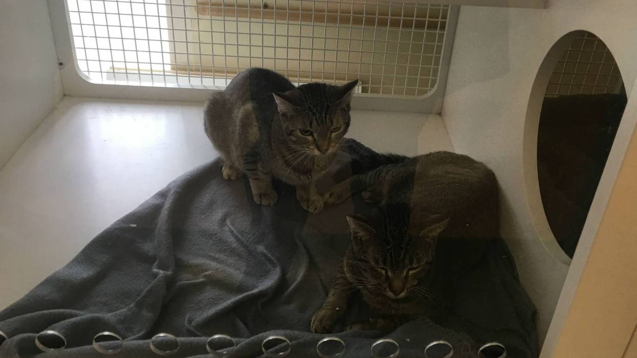 cats at Homeward Bound Pet Adoption Center