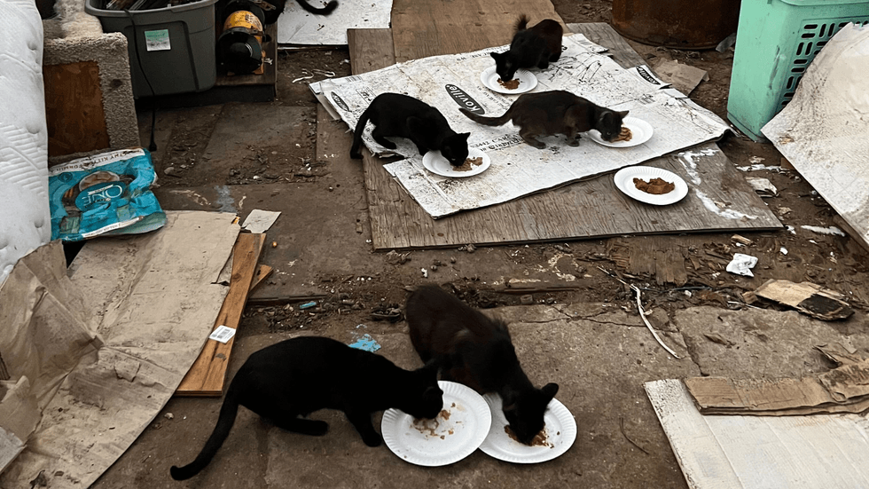 Cats eating