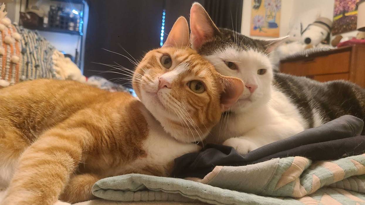 Cats Goose and Danny celebrate National Hairball Awareness Day