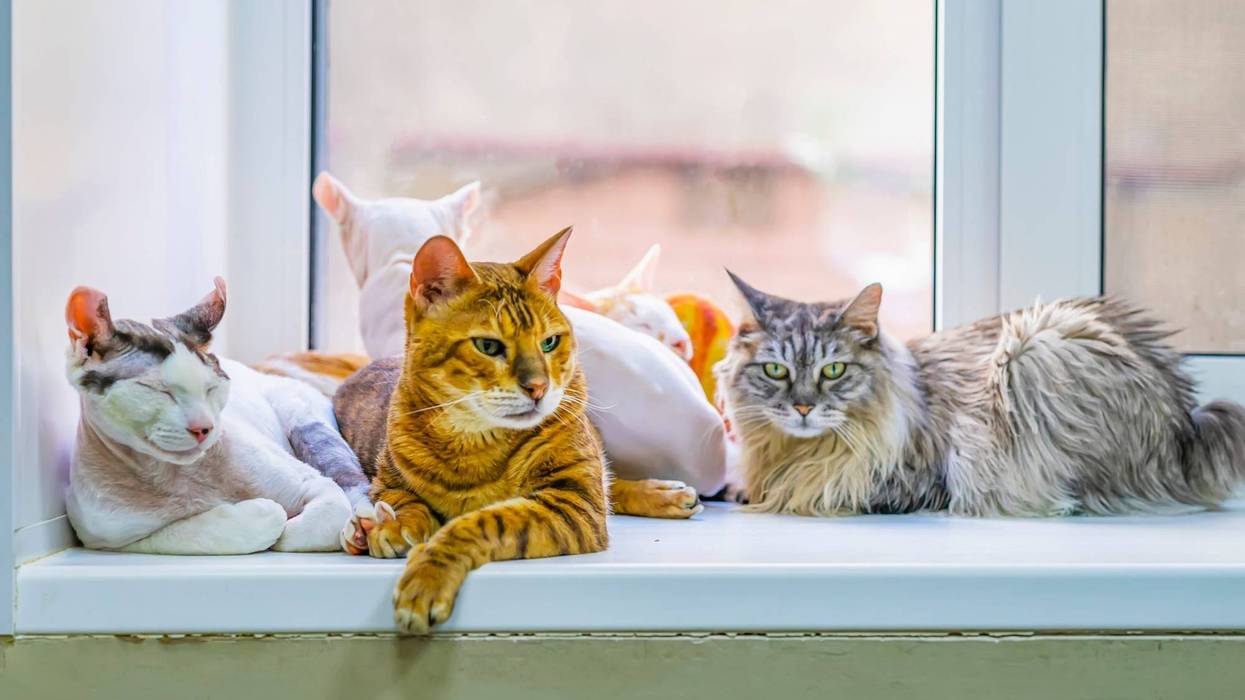Cats