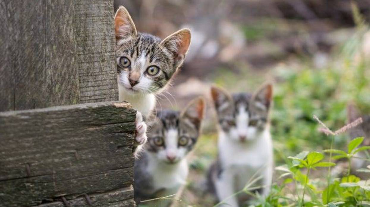Cats
