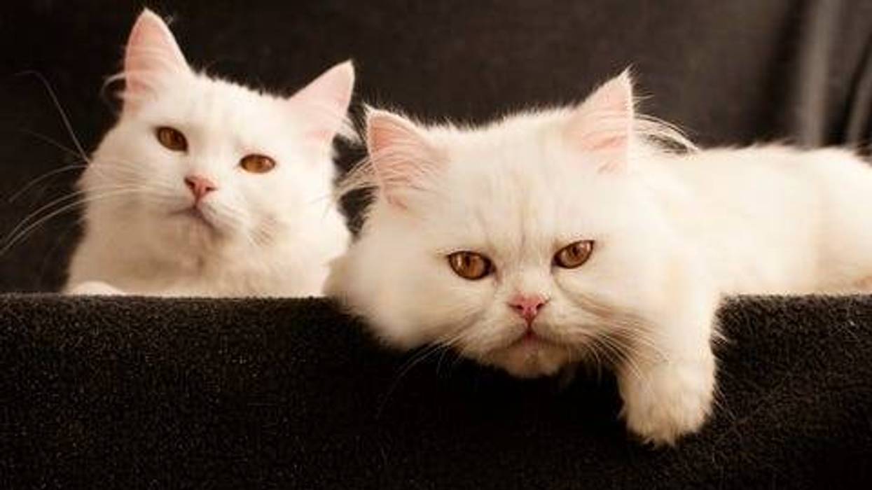 cats