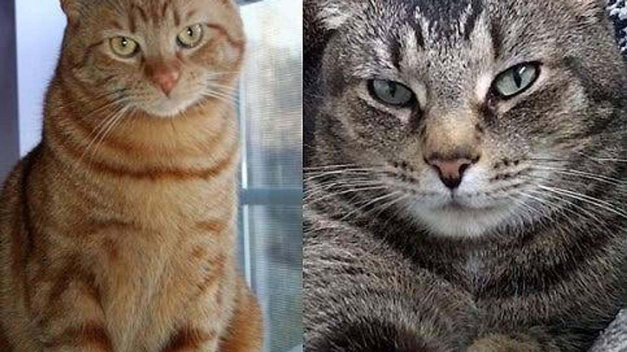 cats