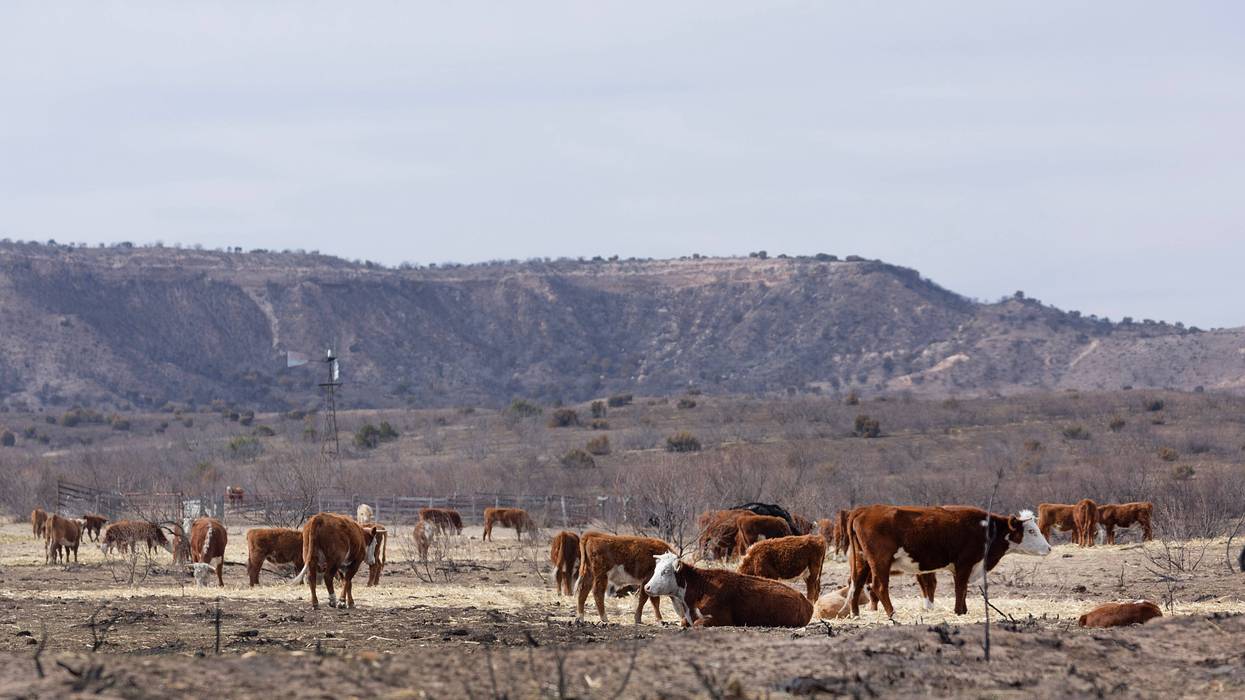 Cattle eat hay in a pasture burned by the Smokehouse Creek fire on March 5, 2024, near Canadian, Texas. The fire has burned more than a million acres in the Texas Panhandle, killing at least two people and destroying more than 500 structures.