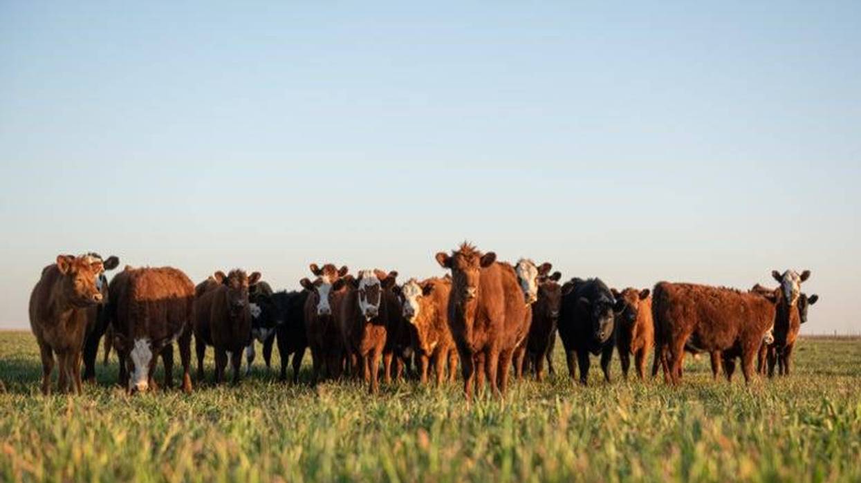 Cattle_Herd
