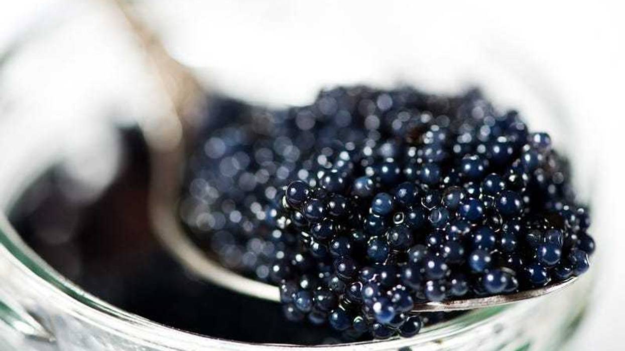 Caviar