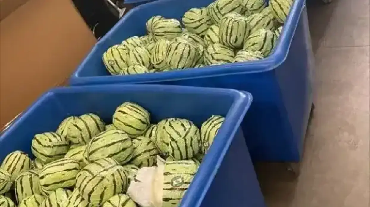 CBP officers found 4587 pounds of meth in shipment of disguised watermelons.
