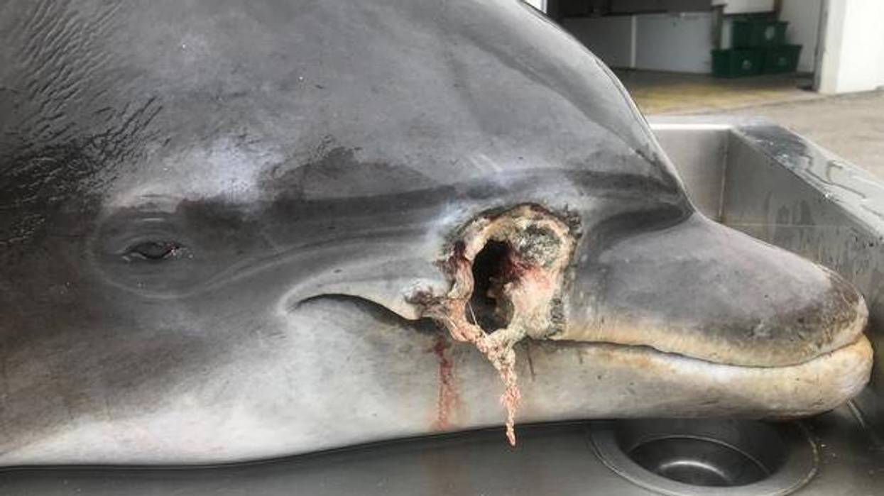 CBS News via FLORIDA FISH AND WILDLIFE CONSERVATION COMMISSION