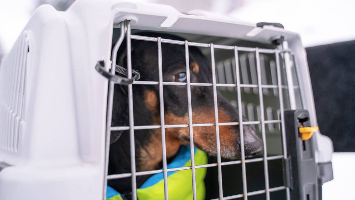 CDC ban on international dog adoptions to start in July after rabid dog came through O’Hare;