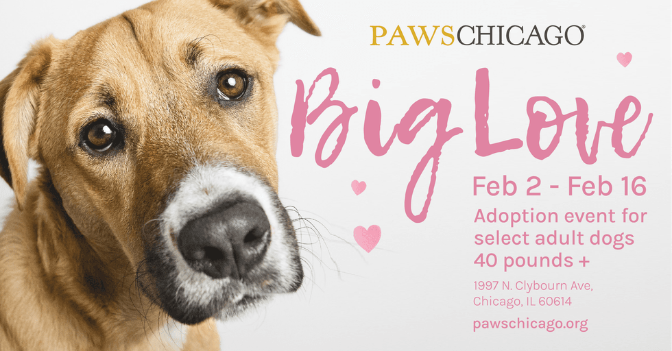 Celebrate the season of love and join PAWS Chicago for the Big Love Adoption Event now through Wednesday, Feb. 16 at the Lincoln Park Adoption Center.