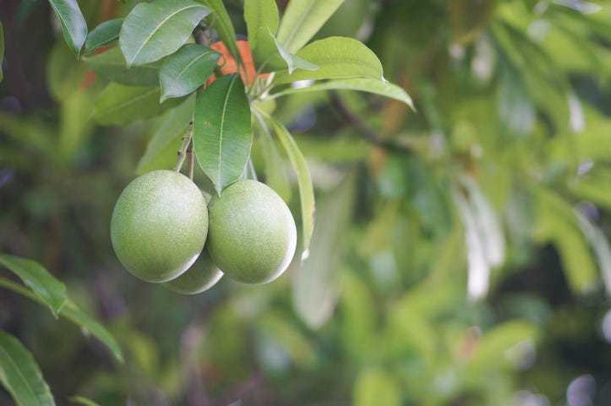 Cerbera manghas (sea mango) white flower and fruits. Green Suicide tree, Pong-pong, Othalanga (Cerbera odollam) on the tree in the park.