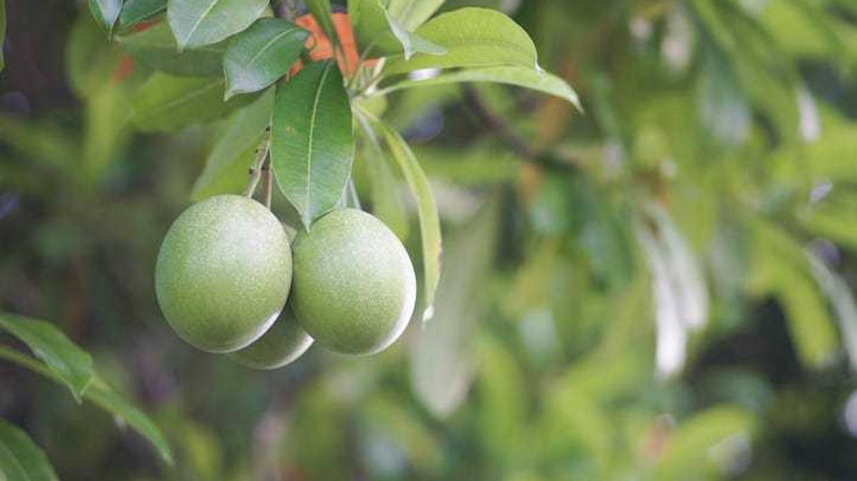 Cerbera manghas (sea mango) white flower and fruits. Green Suicide tree, Pong-pong, Othalanga (Cerbera odollam) on the tree in the park.