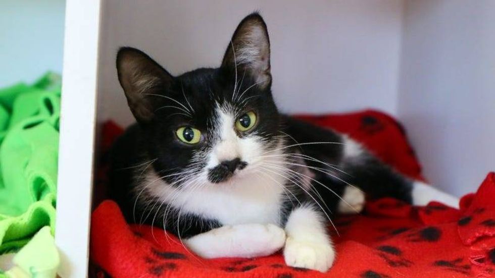 Ceviche @ AUstin Humane Society 11/29/23