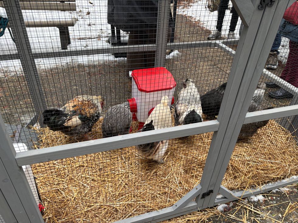 Chalmers STEAM Elementary Chicken Coop