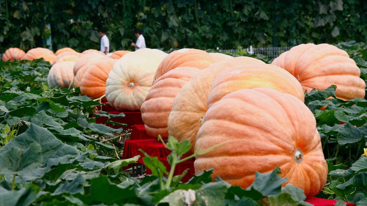 CHANGCHUN, CHINA - AUGUST 25: (CHINA OUT) Huge pumpkins are displayed at the botanical exhibition area of the Changchun Agricultural Expo Park prior to the opening of the Seventh Changchun International Agriculture And Food Fair on August 25, 2008 in Changchun of Jilin Province, China. The event will be held from August 26 to September 1 at the Agricultural Expo Park.