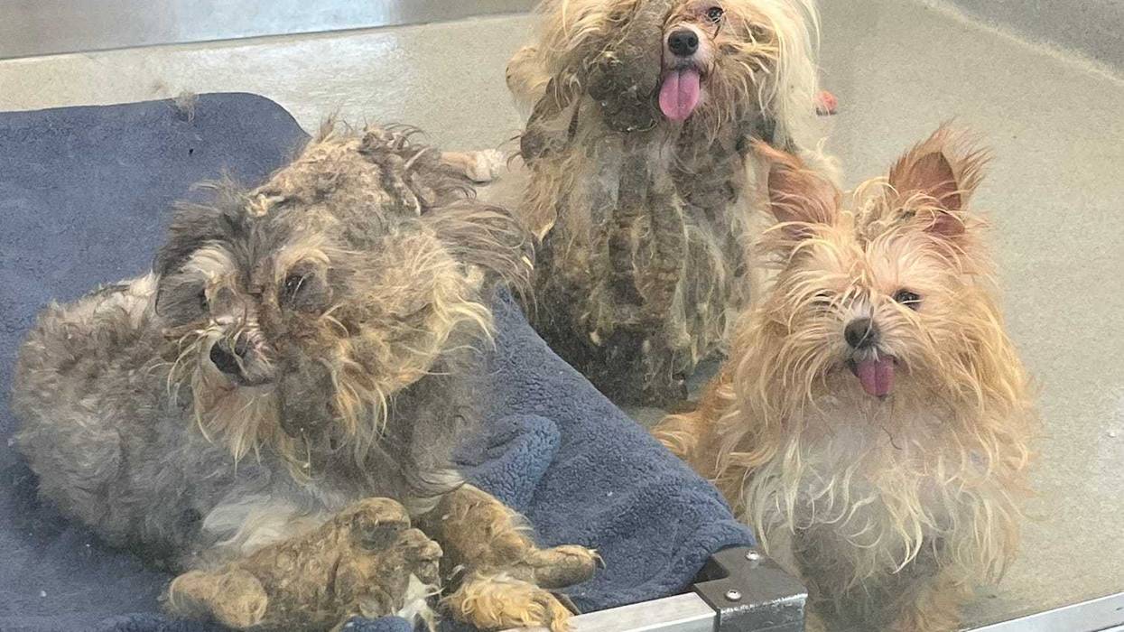 Charges are pending against a person who signed over nearly three dozen dogs and a cat to the SPCA Serving Erie County after a mandated reporting agency checked on the condition of the home in Buffalo.