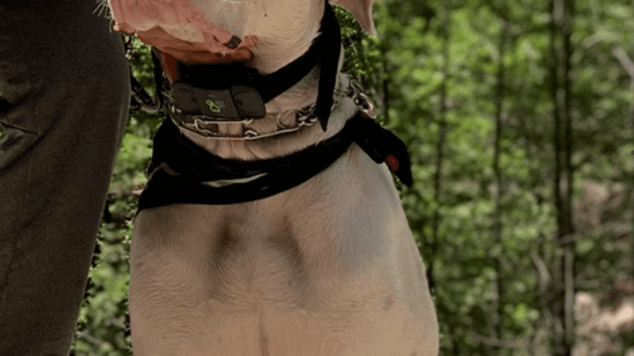 Charlie, a 3-year-old American Mastiff stolen in Los Angeles.