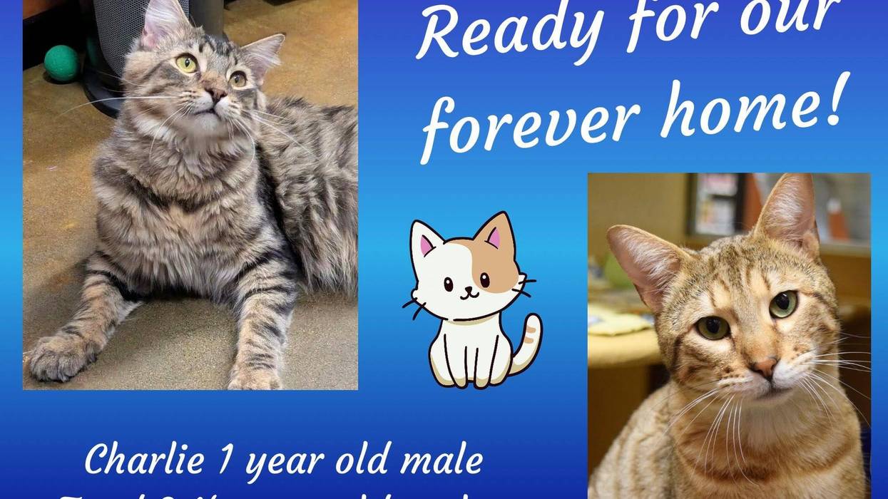 Charlie, a year old tabby cat, and Toad, a two and a half year old orange tabby cat
