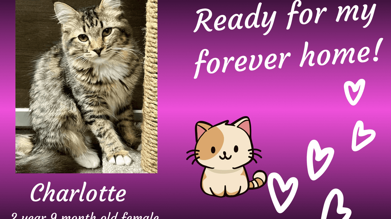 Charlotte, a three year old brown tiger striped cat