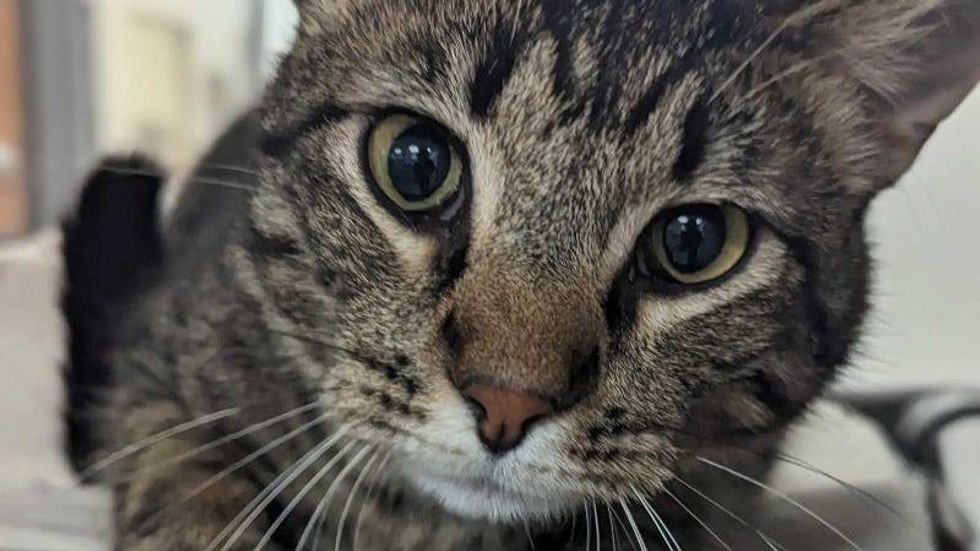 Checkers @ Austin Humane Society 3/29/23