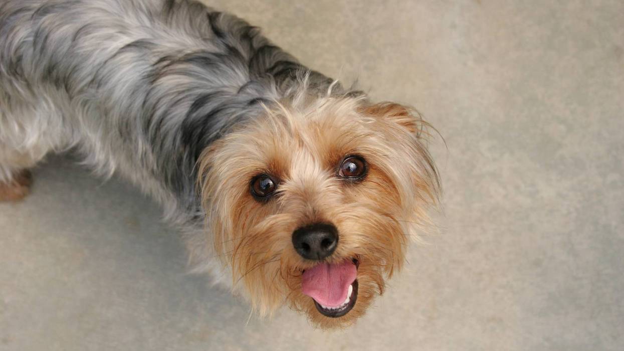 Cheerful face of a yorkshire terrier dog looking up. Concrete floor background.