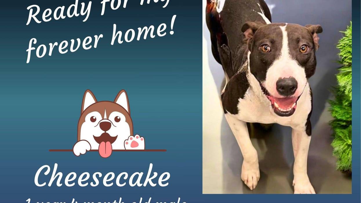 Cheesecake, a year and a half old brown and white dog
