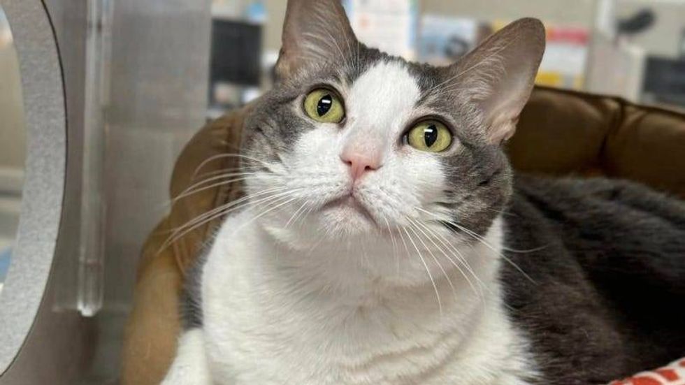 Cheeto @ AUstin Humane Society 2/5/25