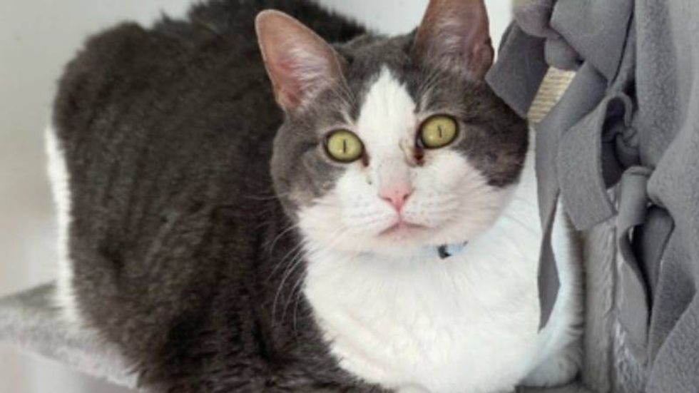 Cheeto @ Austin Humane Society