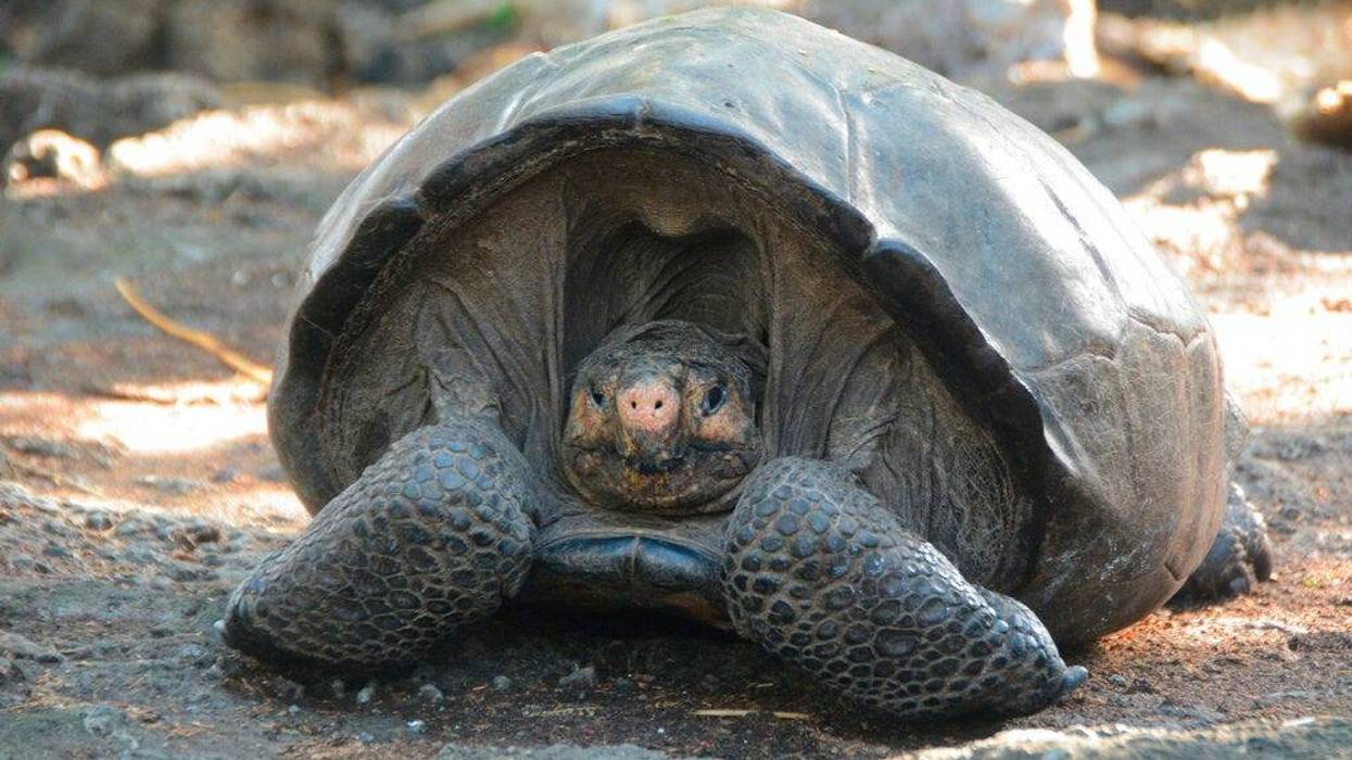 Chelonoidis phantasticus tortoise